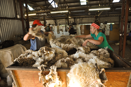 Cooinbil Shearing 038617  © Claire Parks Photography